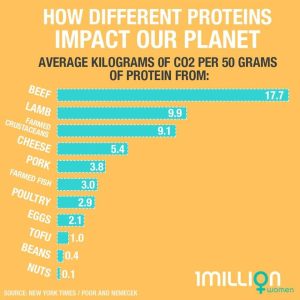 animal protein dangers